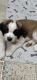 St. Bernard Puppies for sale in Monett, MO, USA. price: NA
