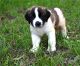 St. Bernard Puppies for sale in New York, NY, USA. price: $650