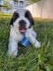 St. Bernard Puppies for sale in Wenatchee, WA 98801, USA. price: NA