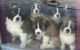 St. Bernard Puppies for sale in Olmstedville, Minerva, NY 12857, USA. price: $950
