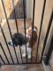 St. Bernard Puppies for sale in Corona, CA, USA. price: NA
