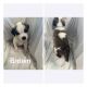 St. Bernard Puppies for sale in Aberdeen, MD, USA. price: $650