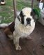 St. Bernard Puppies for sale in Conroe, TX 77302, USA. price: $600