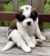 St. Bernard Puppies for sale in Stockton, NY 14784, USA. price: $1,500