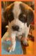 St. Bernard Puppies for sale in Knoxville, TN, USA. price: $500