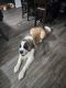 St. Bernard Puppies for sale in New Richmond, OH 45157, USA. price: $650