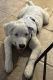 St. Bernard Puppies for sale in Surprise, AZ, USA. price: $500