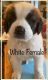 St. Bernard Puppies for sale in Knoxville, TN, USA. price: $500