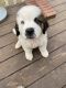 St. Bernard Puppies for sale in Knoxville, TN, USA. price: NA