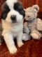 St. Bernard Puppies for sale in Minot, North Dakota. price: $1,000