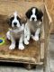 St. Bernard Puppies for sale in Union Springs, New York. price: $1,200