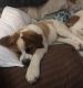 St. Bernard Puppies for sale in Bakersfield, CA, USA. price: $50