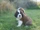 St. Bernard Puppies for sale in Jersey City, NJ, USA. price: NA