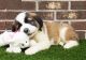 St. Bernard Puppies for sale in Newark, NJ, USA. price: NA