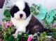 St. Bernard Puppies for sale in Jersey City, NJ, USA. price: NA