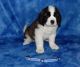 St. Bernard Puppies for sale in Phoenix, AZ, USA. price: $2