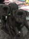 Staffordshire Bull Terrier Puppies for sale in 505 Hill Rd, Gold Hill, NC 28071, USA. price: $2,000
