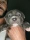 Staffordshire Bull Terrier Puppies for sale in 415 N Eagles Bluff, Alpharetta, GA 30022, USA. price: NA