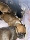 Staffordshire Bull Terrier Puppies for sale in Monroe, OH, USA. price: NA