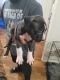 Staffordshire Bull Terrier Puppies for sale in Raleigh, NC, USA. price: NA