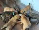 Staffordshire Bull Terrier Puppies for sale in Charlotte, NC 28277, USA. price: $1,000