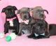 Staffordshire Bull Terrier Puppies for sale in New York New York Casino, Las Vegas, NV 89109, USA. price: NA