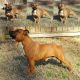 Staffordshire Bull Terrier Puppies for sale in West Chicago, IL, USA. price: NA
