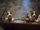 Staffordshire Bull Terrier Puppies for sale in Winston-Salem, NC, USA. price: $500