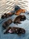 Staffordshire Bull Terrier Puppies for sale in Pico Rivera, CA, USA. price: NA