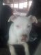 Staffordshire Bull Terrier Puppies for sale in Norman, OK, USA. price: NA