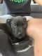 Staffordshire Bull Terrier Puppies for sale in Spring Hill, TN, USA. price: NA