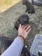 Staffordshire Bull Terrier Puppies for sale in Muskegon, MI, USA. price: NA