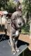 Staffordshire Bull Terrier Puppies for sale in Kernville, CA, USA. price: NA