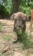 Staffordshire Bull Terrier Puppies for sale in Barnesville, GA 30204, USA. price: NA