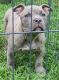 Staffordshire Bull Terrier Puppies for sale in Long Beach, CA, USA. price: NA