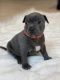 Staffordshire Bull Terrier Puppies for sale in Los Angeles, California. price: NA