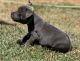Staffordshire Bull Terrier Puppies for sale in San Diego, California. price: NA
