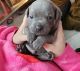 Staffordshire Bull Terrier Puppies for sale in Charlotte, North Carolina. price: $500