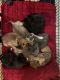 Staffordshire Bull Terrier Puppies for sale in Medford, New York. price: $500
