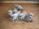 Staffordshire Bull Terrier Puppies for sale in Rialto, CA, USA. price: NA