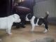 Staffordshire Bull Terrier Puppies for sale in Honolulu, HI, USA. price: NA