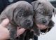 Staffordshire Bull Terrier Puppies for sale in Grant, LA 70654, USA. price: $500