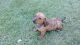 Staffordshire Bull Terrier Puppies for sale in Columbus, OH, USA. price: NA