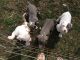 Staffordshire Bull Terrier Puppies for sale in Springfield, OH, USA. price: NA