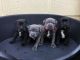 Staffordshire Bull Terrier Puppies for sale in Sammamish, WA, USA. price: NA