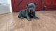 Staffordshire Bull Terrier Puppies for sale in Nashville, TN 37246, USA. price: NA