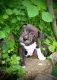 Staffordshire Bull Terrier Puppies for sale in Millersburg, OH 44654, USA. price: NA