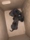 Staffordshire Bull Terrier Puppies for sale in Charlotte, NC, USA. price: $300