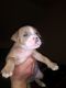 Staffordshire Bull Terrier Puppies for sale in Sacramento, CA, USA. price: NA