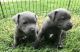 Staffordshire Bull Terrier Puppies for sale in 1354 N G St, San Bernardino, CA 92405, USA. price: NA